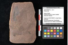 Foto (Objekt + Etikett) von Plantae indet. (NHMW-GEO-2024-0188-0810a)